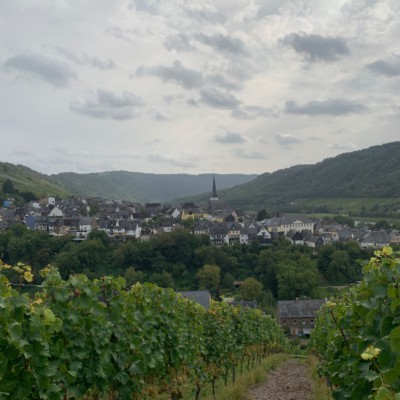 Blick aus dem Weinberg auf Enkirch
